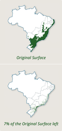 grafico_rainforest