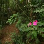 The Eco-Lodge Brazil Itororó rainforest