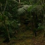 Ecolodge Brazil Itororó rainforest