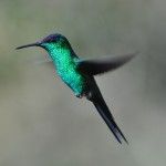 Violet-capped Woodnymph