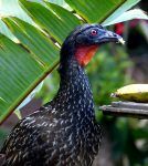 Dusky-legged Guan The Ecolodge Itororó