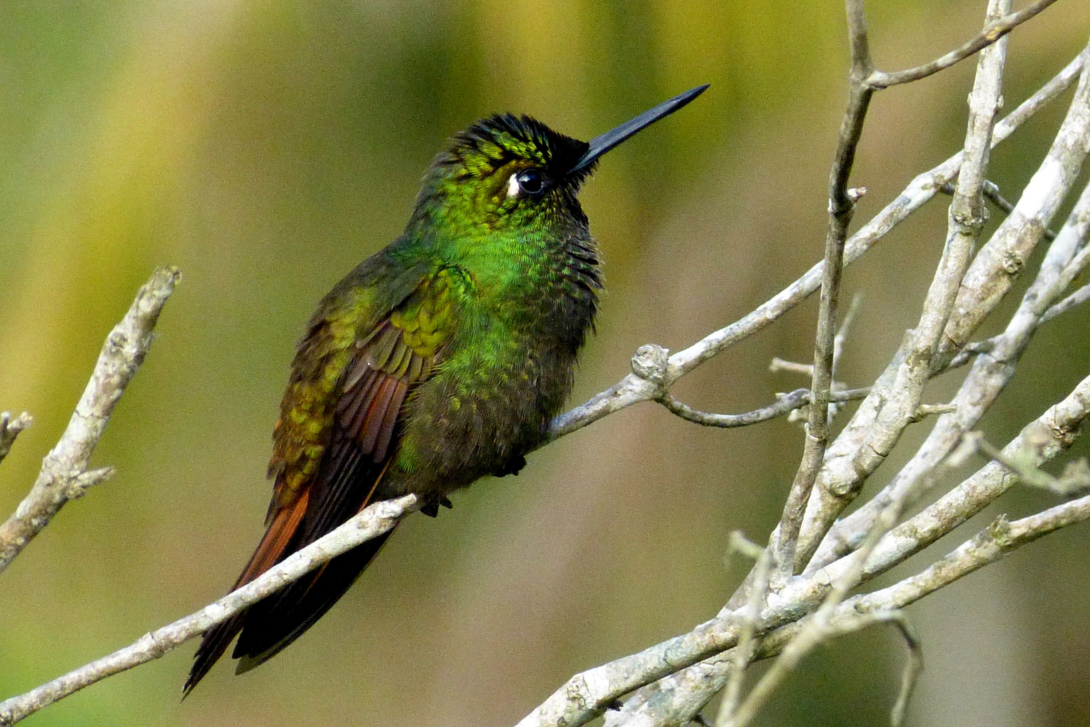 ecolodge-brazil-bird-32 Brazilian Ruby Ecolodge Itororó