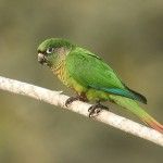 Reddish-bellied Parakeet Itororo Ecolodge