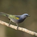 Golden-chevroned Tanager Itororo Brazil