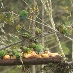 Marron-bellied Parakeets Itororo Brazil