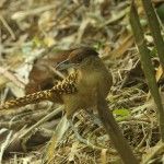 Giant Antshrike Itororo Eco-lodge