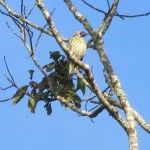 Bare-throated Bellbird Itororo Ecolodge