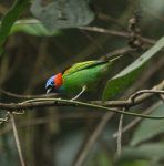 Red-necked Tanager Ecolodge Itororó
