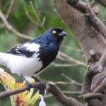 Magpie Tanager Itororo Ecolodge