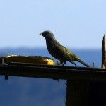 Golden-chevroned Tanager Ecolodge Itororo