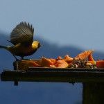 Burnished Buff Tanager Ecolodge Itororo