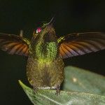 Brazilian Ruby Eco-lodge Itororo