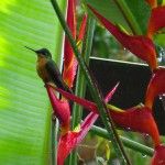Brazilian Ruby Eco-lodge Itororo