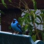 Blue Dacnis Ecolodge Itororo