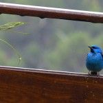 Blue Dacnis Itororo Eco-lodge
