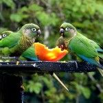 Reddish-bellied Parakeet Itororo Brazil