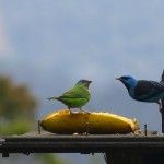 Blue Dacnis Eco-lodge Itororó