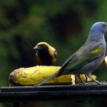 Burnished buff and Golden chevroned Tanager Brazil
