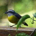 Bananaquit Ecolodge Itororó