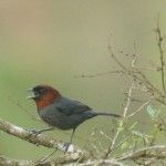 Chestnut-headed Tanager Eco lodge Itororó
