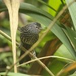 Dusky-tailed Antbird Eco-lodge Itororó