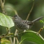 Dusky-tailed Antbird Itororo