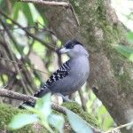 Giant Antshrike Ecolodge Itororó