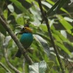 Gilt-edged Tanager Eco-lodge Itororó