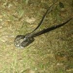 Long-trained Nightjar Ecolodge Itororó