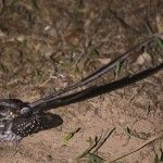 Long-trained Nightjar Eco-lodge Itororó