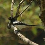 Magpie Tanager The Eco-lodge Itororó