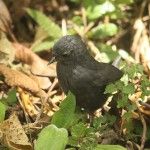 Mouse-colored Tapaculo Itororo Ecolodge