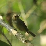 Serra do Mar Tyrant Manakin Itororó Brazil