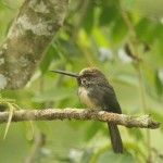 Three-toed Jacamar The Eco lodge Brazil Itororó