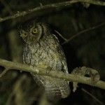 Tropical Screech Owl The Ecolodge Brazil Itororó