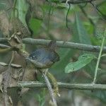 White-breasted Tapaculo The Eco lodge Itororó