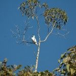 Bare-throated Bellbird The Ecolodge Itororó