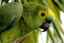 Parrot Eco-lodge Itororó