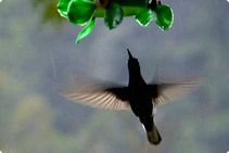 hummingbird Beijaflor Ecolodge Itororó