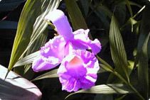 Atlantic Rainforest Brazil Orchid