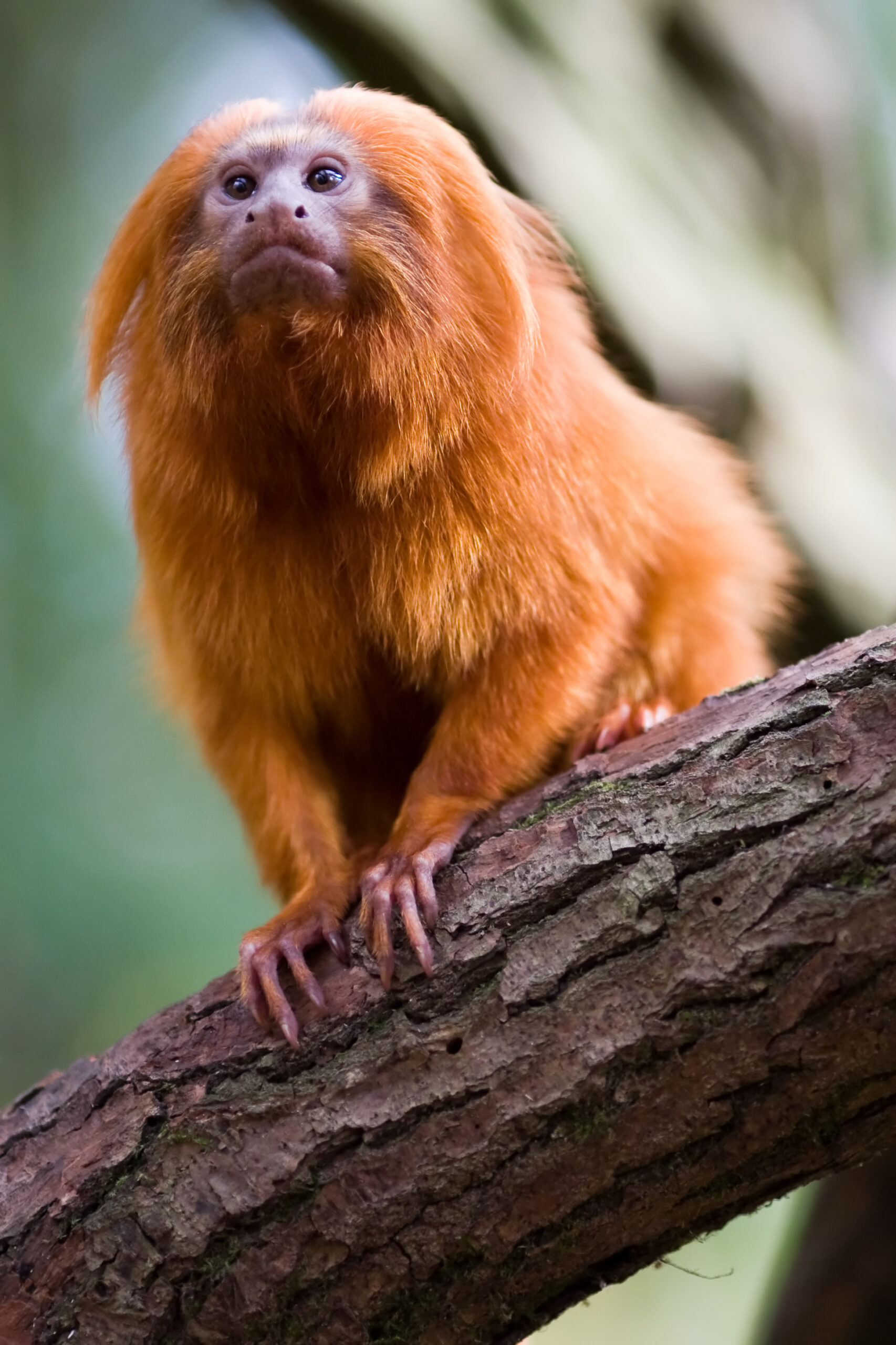 Golden_lion_tamarin
