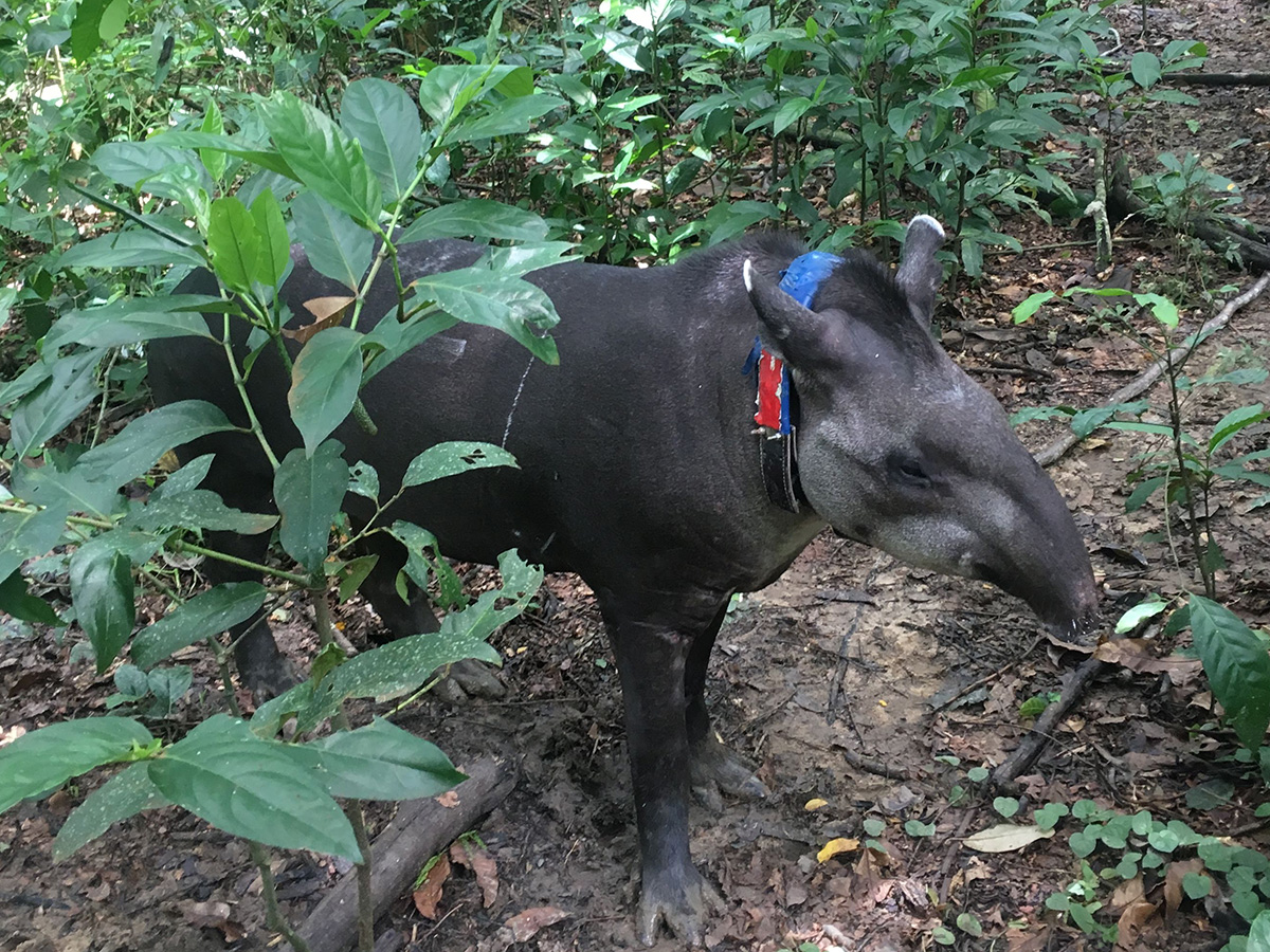 Itororo_Tapir-Regua