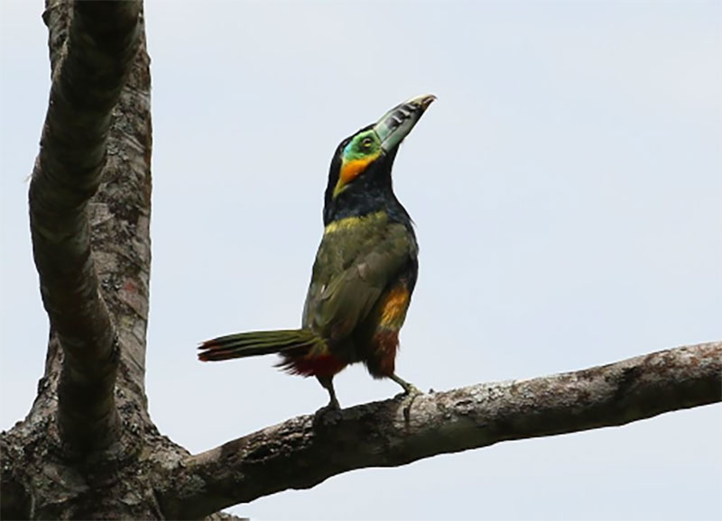 Spot-billed Toucanet (Andy Foster)