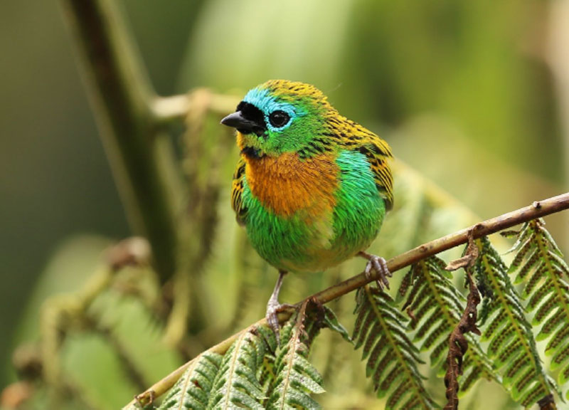 Brassy-breasted Tanager at the Itororo lodge feeders (Andy Foster)