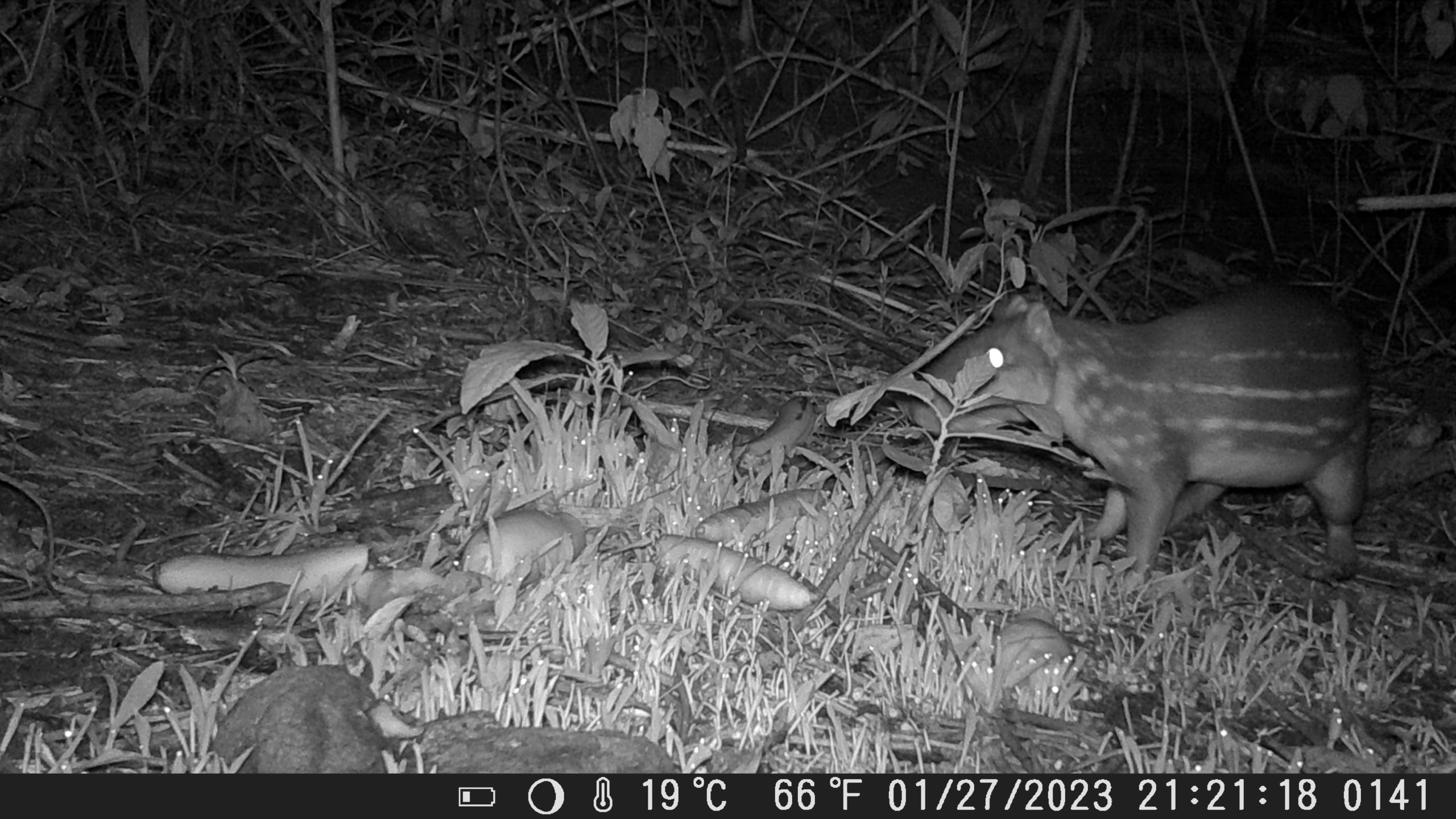 Camera Trap