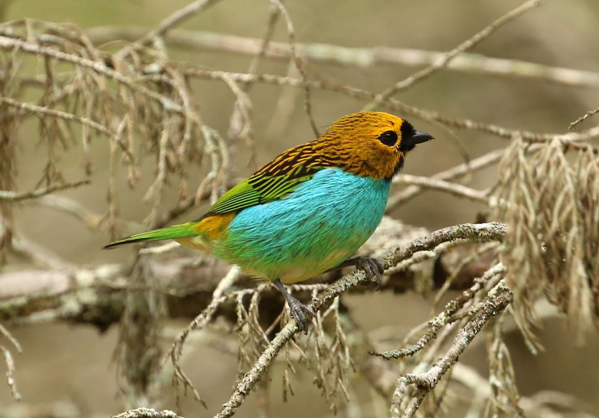 Gilt-edged Tanager (Andy Foster)