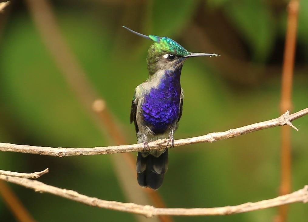Green-crowned Plovercrest (Andy Foster)