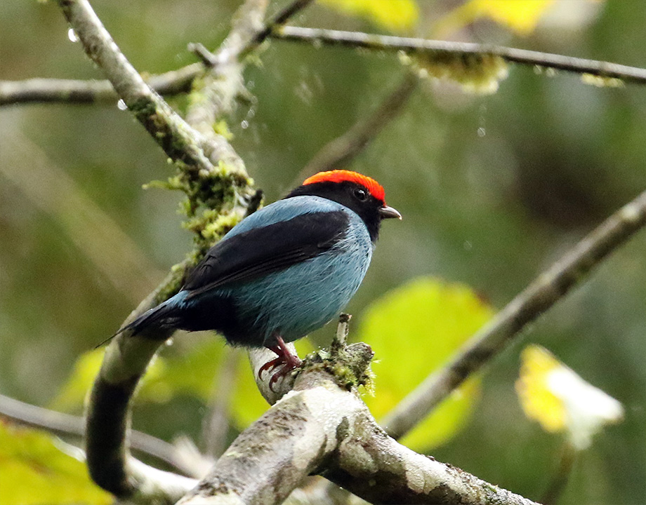 Blue Manakin