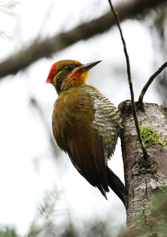 Yellow-browed Woodpecker