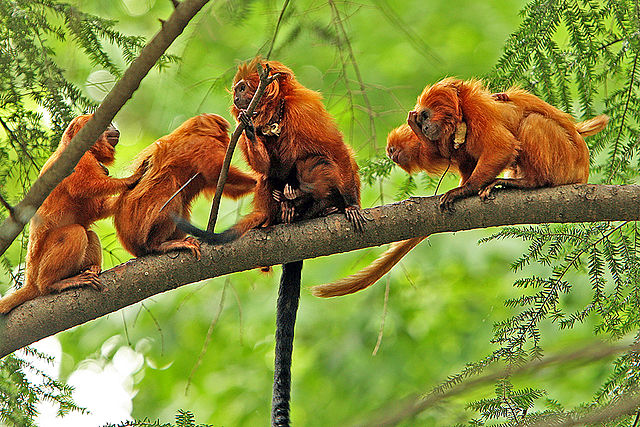 Itororo Activity Golden Lion Tamarin group